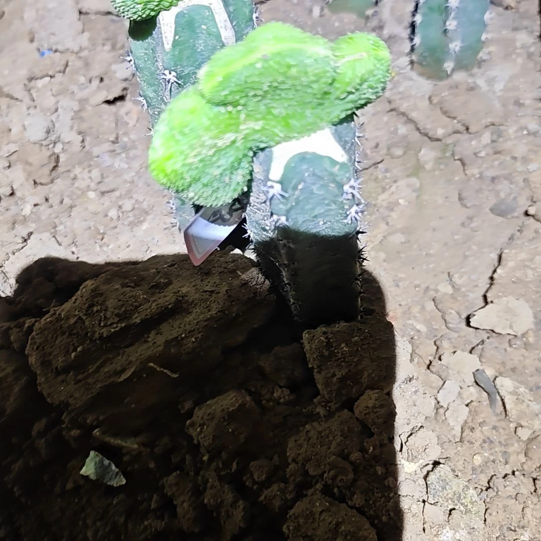 青蛇缀化秀普嫁接福268