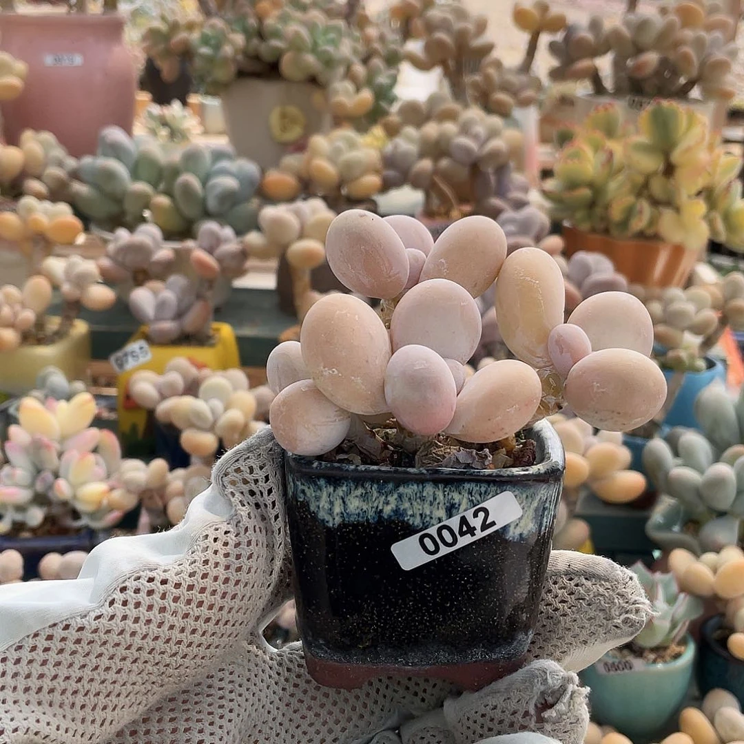 多肉植物的生长发育