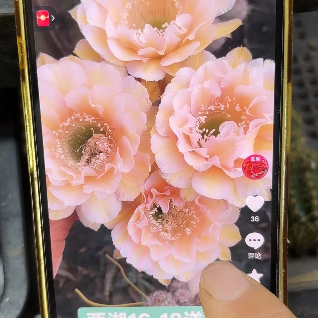 16-18彩侧牙20包邮仙人球28