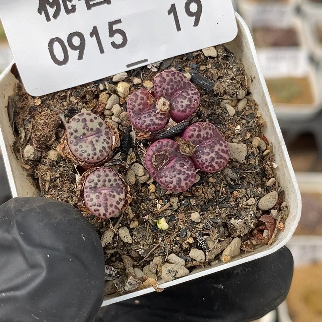 0915-19-wc霓虹安贞有伤特。
