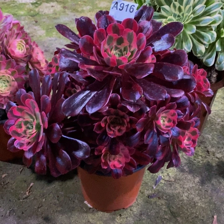 燕*?美杜莎多肉植物916