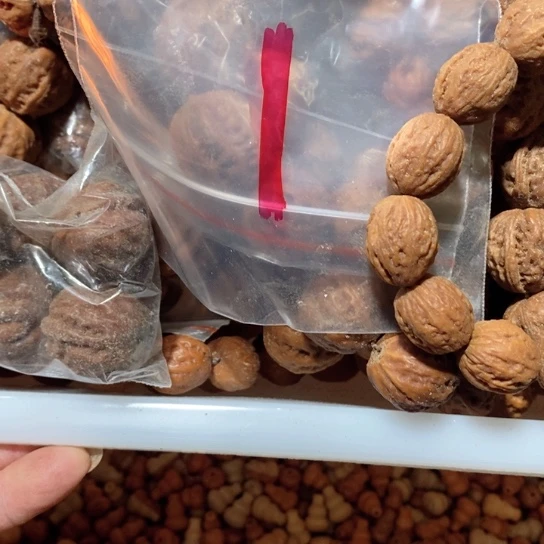 花梨木类核桃1元福利