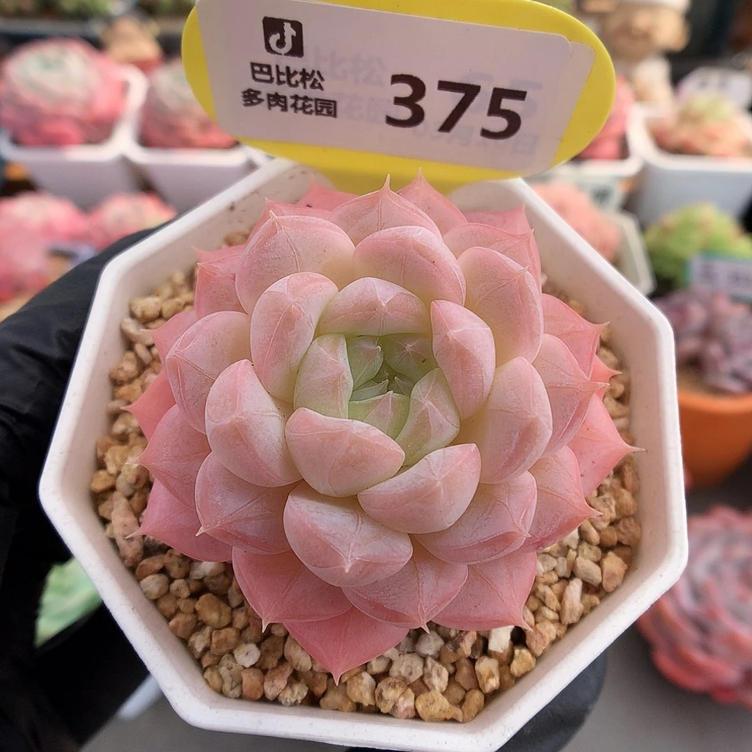 375 粉粉的美心多肉