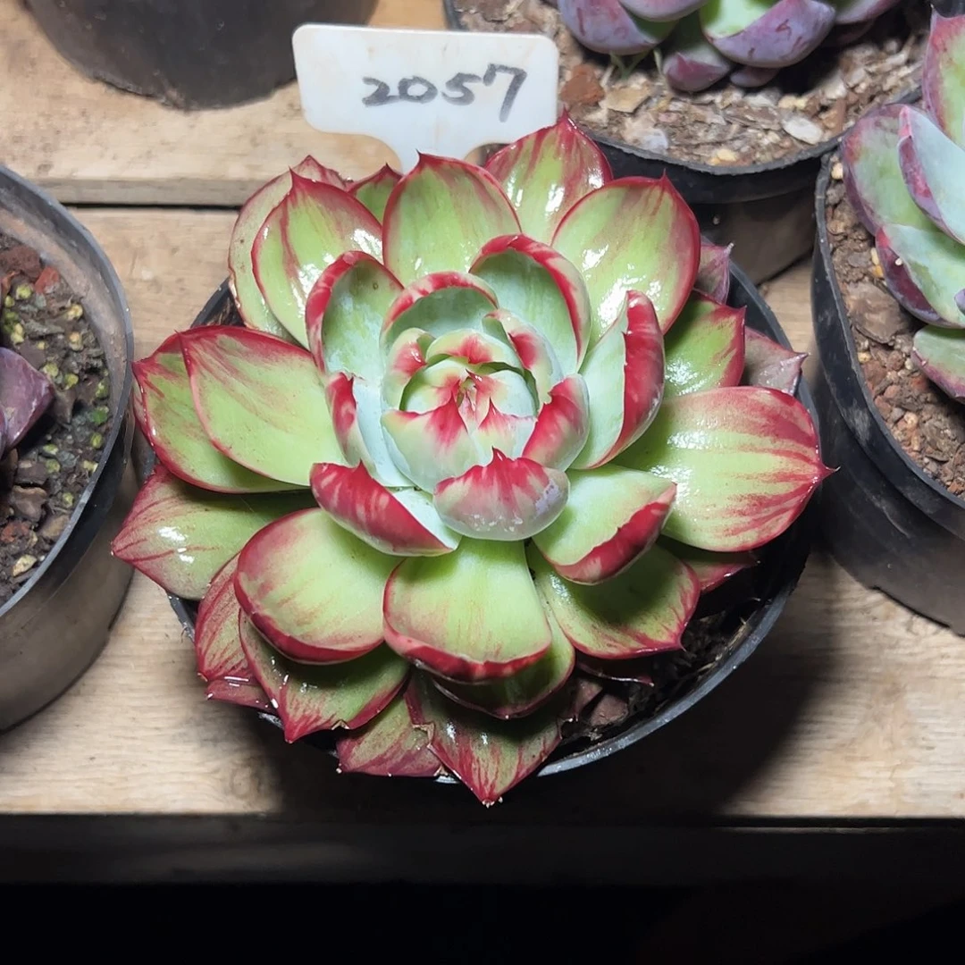 紫***壳惊鸿仙子一物一拍2057号