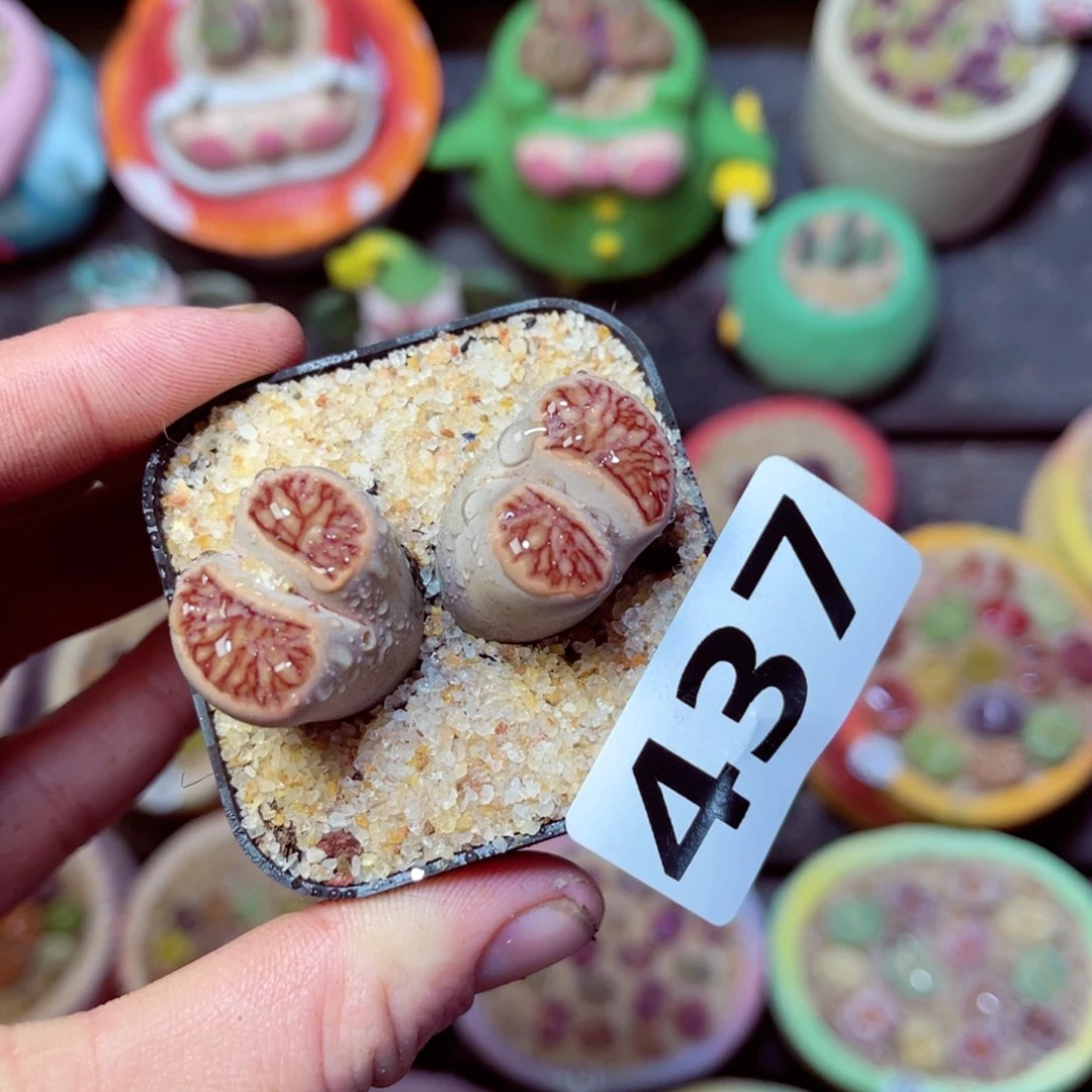 437生石花带盆发