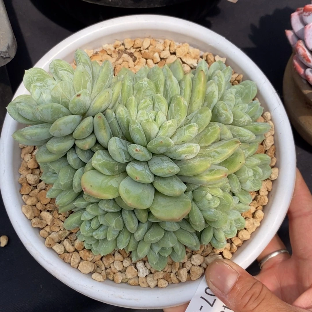 夏悦多肉907-14百搭翡翠