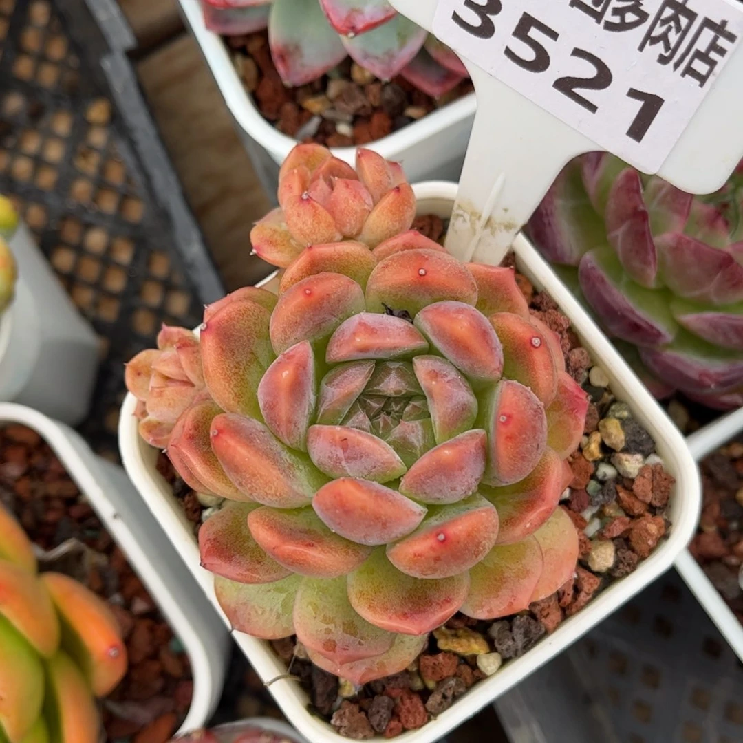 多肉植物3521 一定要拍个冷链哦