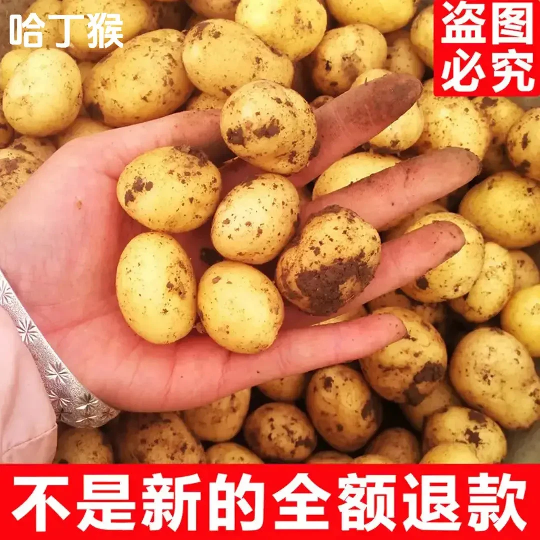 【产地直发】恩施高山迷你黄心小土豆 黄皮黄心洋芋马铃薯力荐9斤