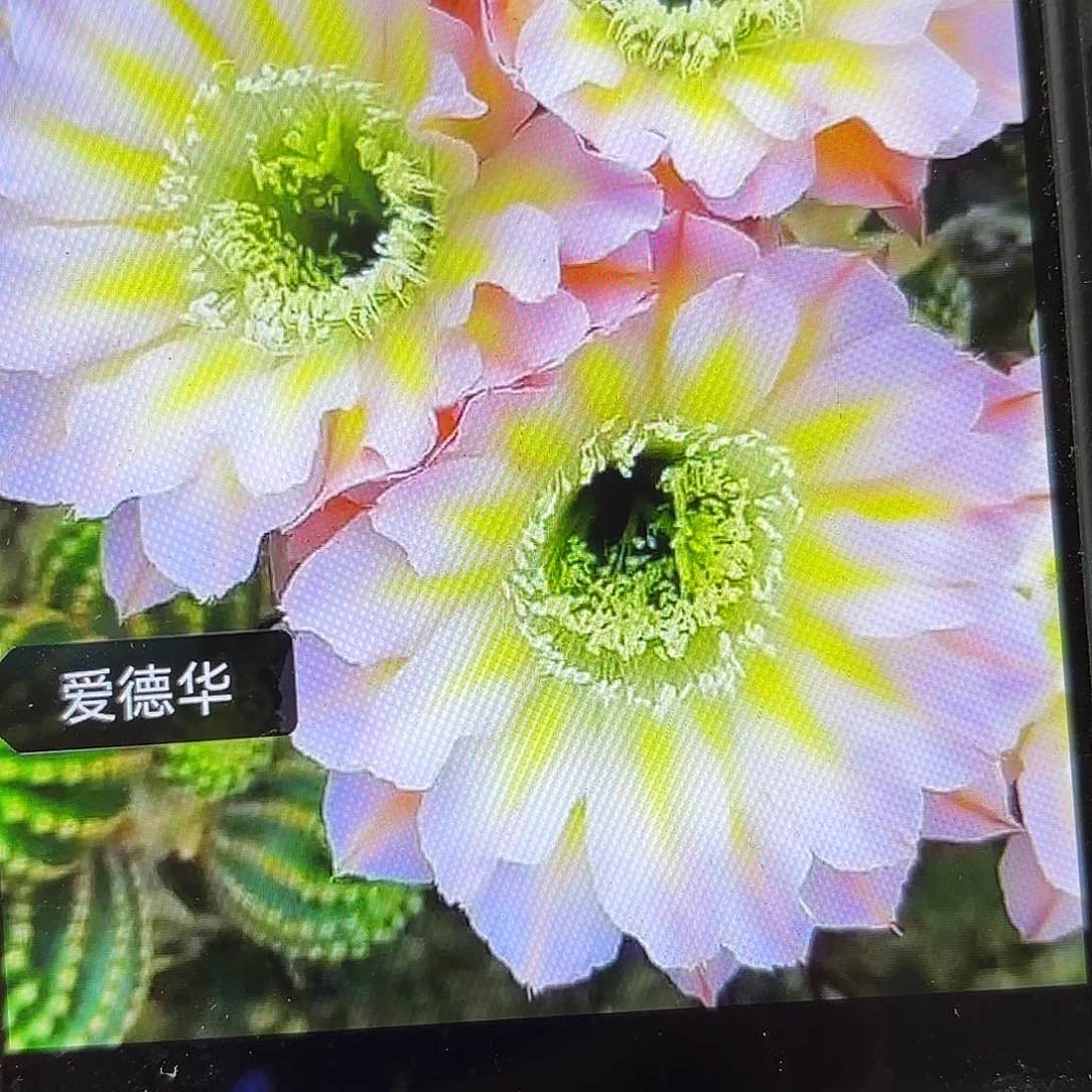 爱德华彩侧牙28包邮仙人球4