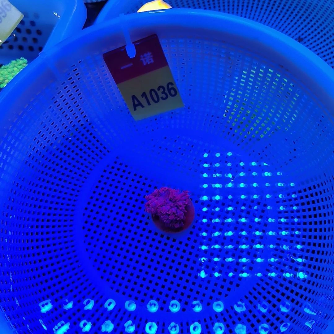 草皮珊瑚1036闪千手