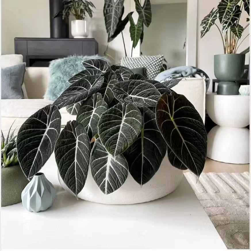 黑天鹅绒海芋网红观叶绿植耐阴适合室内桌面办公摆放