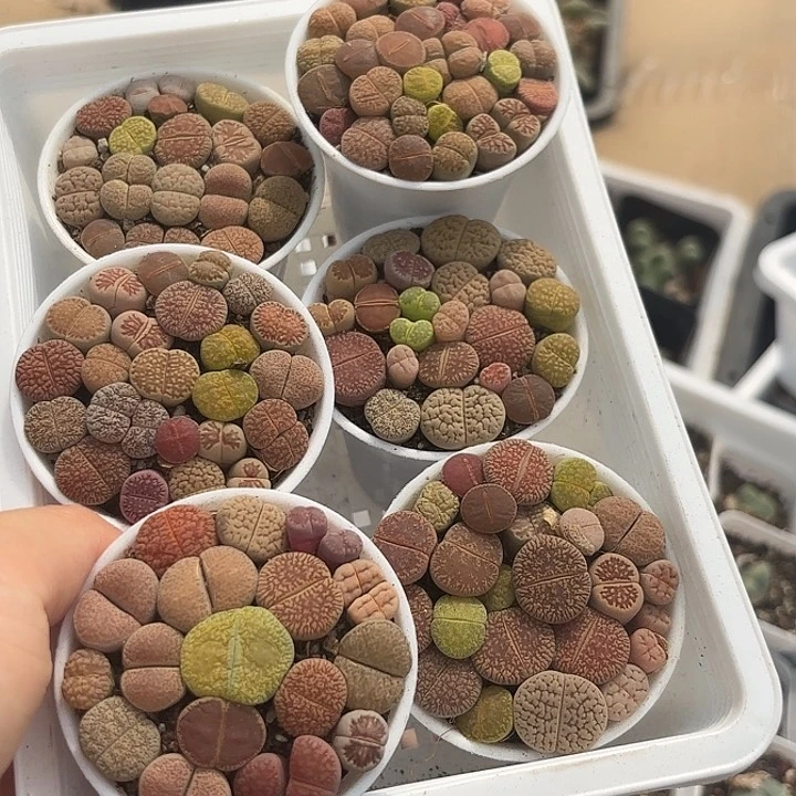 彩虹屁屁生石花60万象片随机一盆