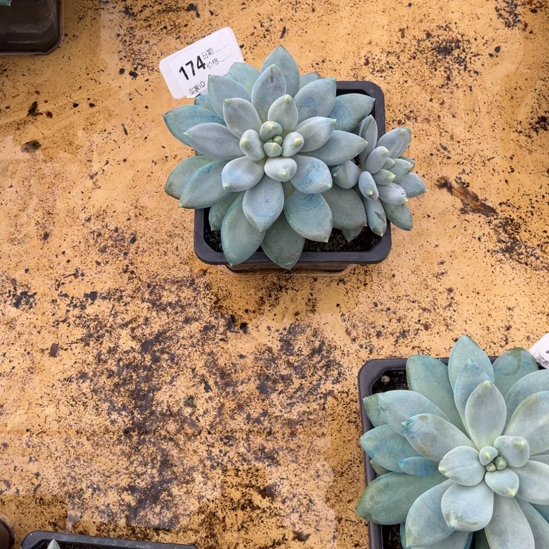 黄胖体哥特多肉植物174