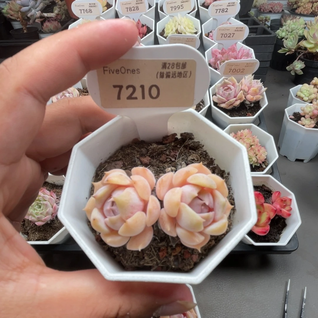 7210露娜莲5.5厘米