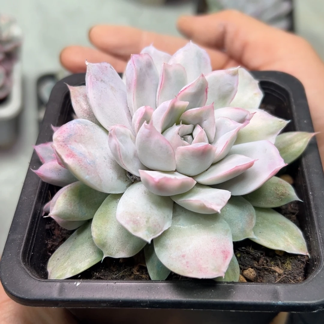 幸普森一颗锦特惠