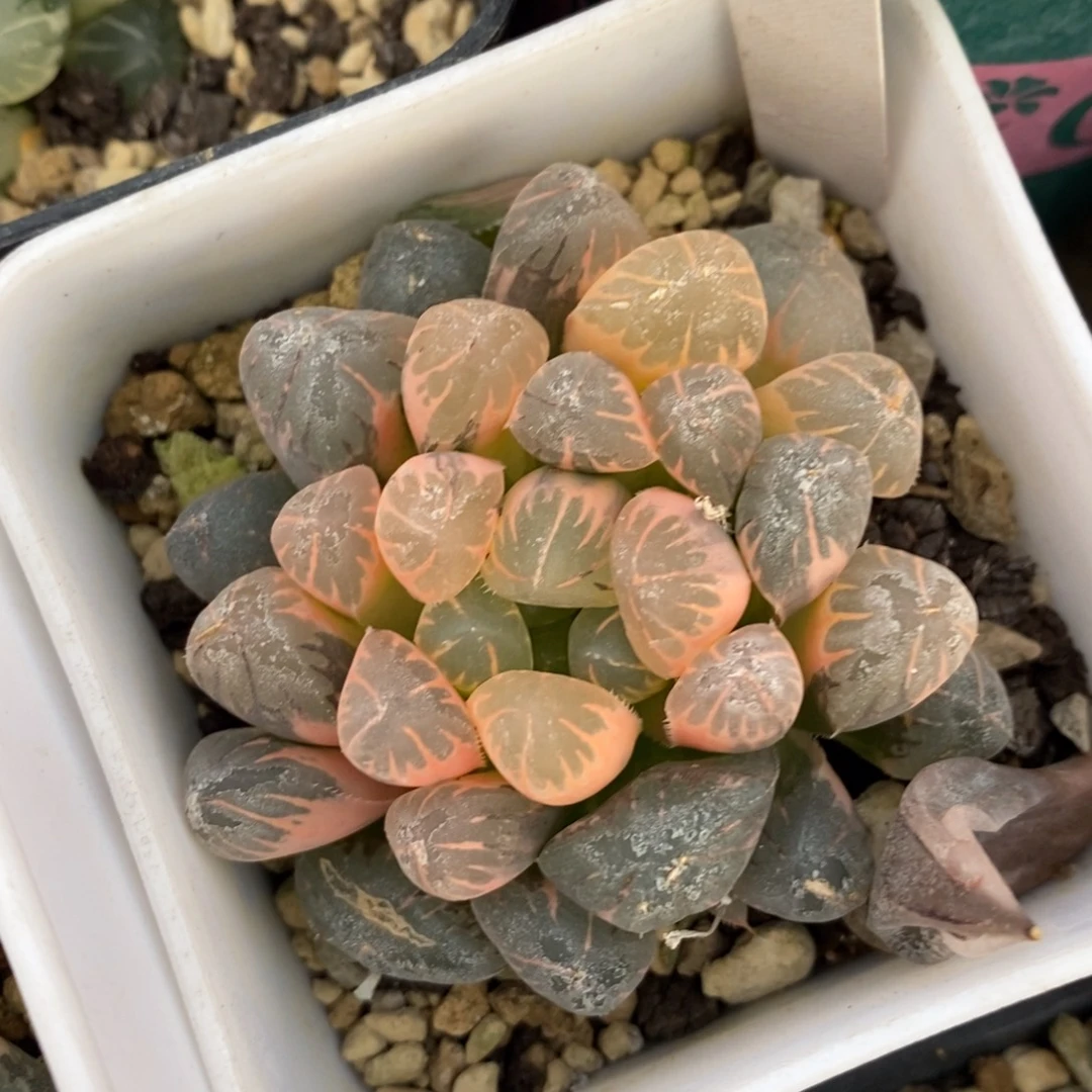 一颗实生糊斑玉露锦