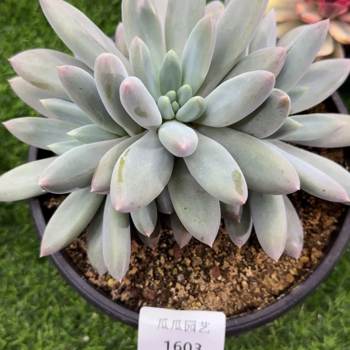 1603哥特萝莉多肉植物的时候