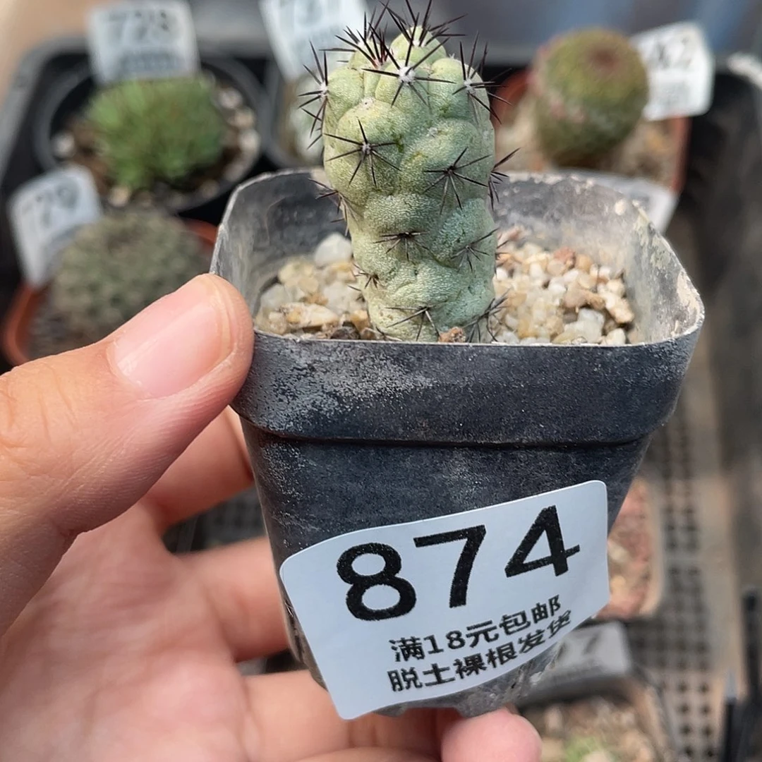 874帝王侧芽自根仙人球植物