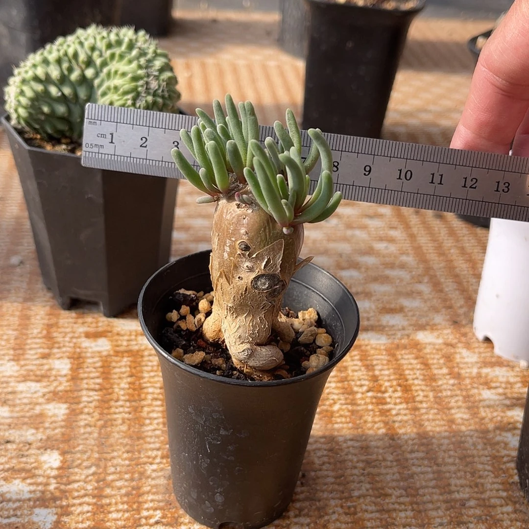 实生淡清霜块根一物一拍