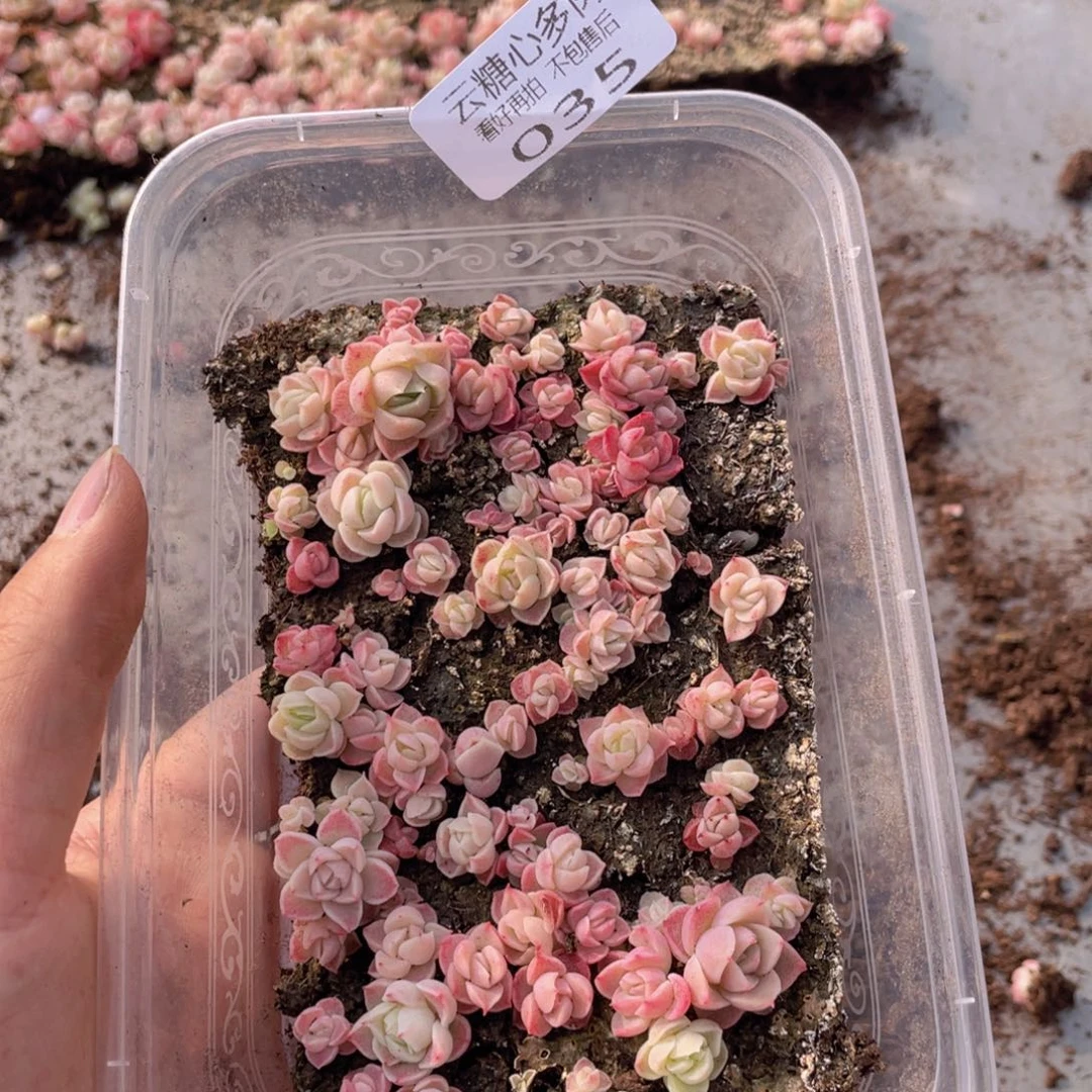 云糖心多肉植物35