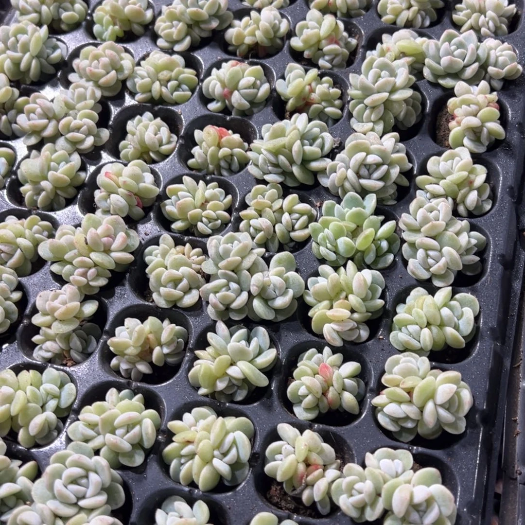 白底冰玉三头群到手5颗 量拍多肉满18包邮