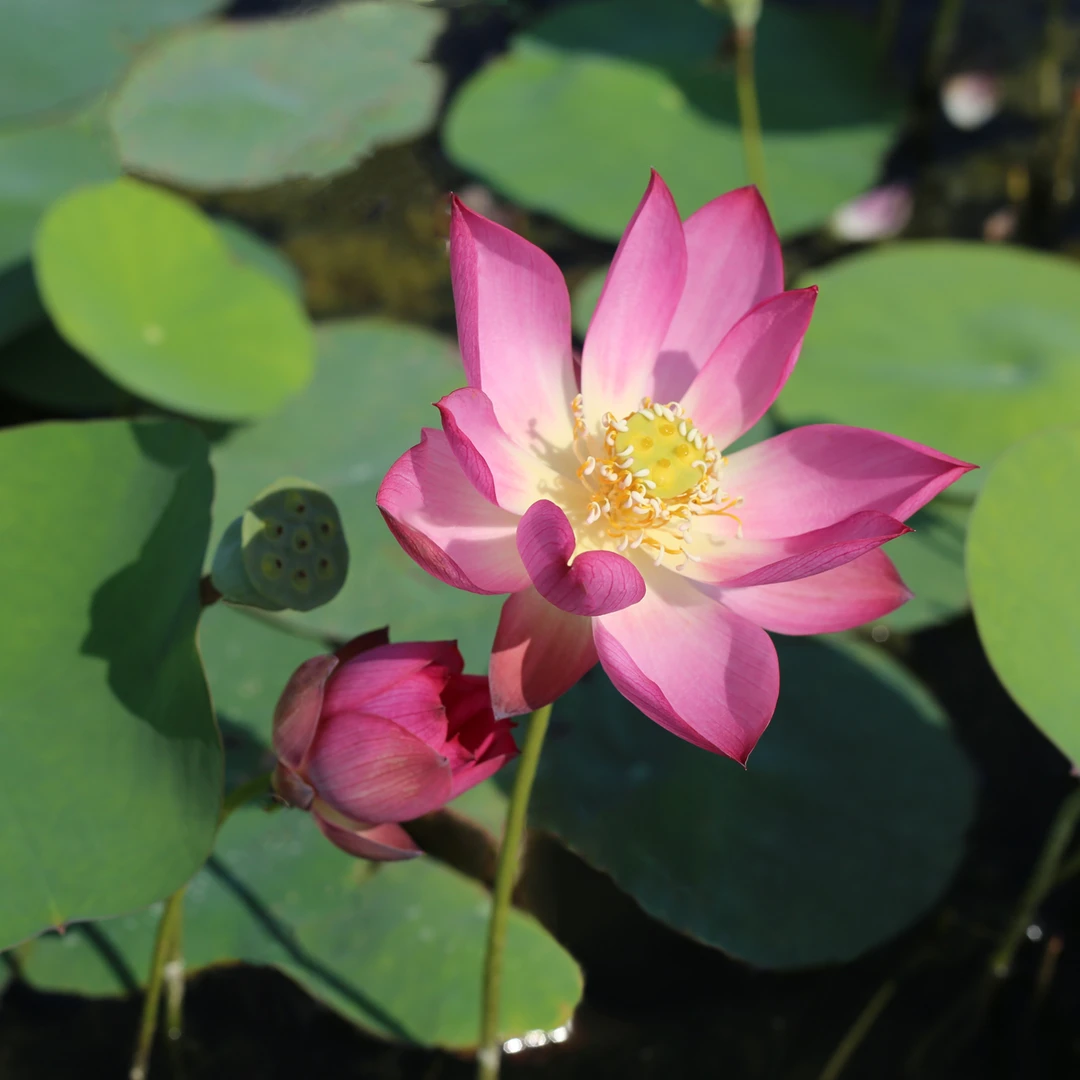 新品种《惊蛰》微型碗莲种藕小苗姜永慧微莲苑丰花小盆易养禅意荷花