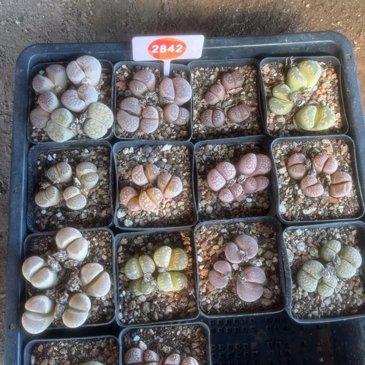 是***。生石花十八盒2842