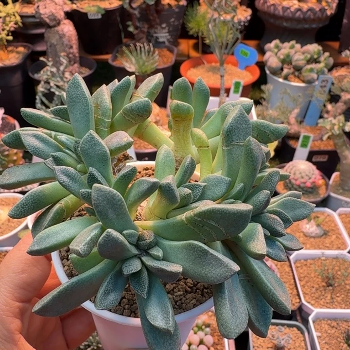 老桩唐扇105 仙人球