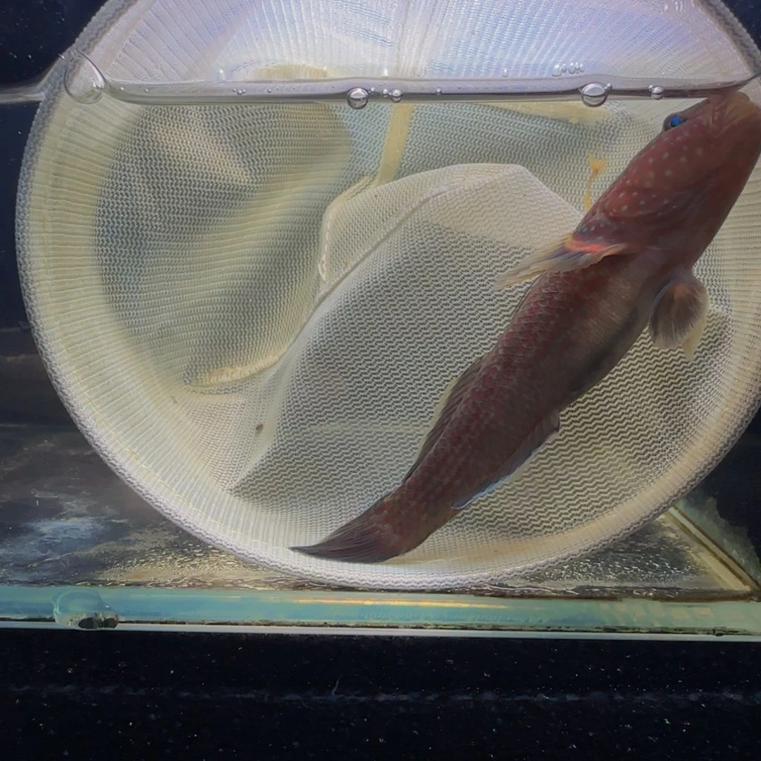蓝口孵鱼短棘稿7-8一对