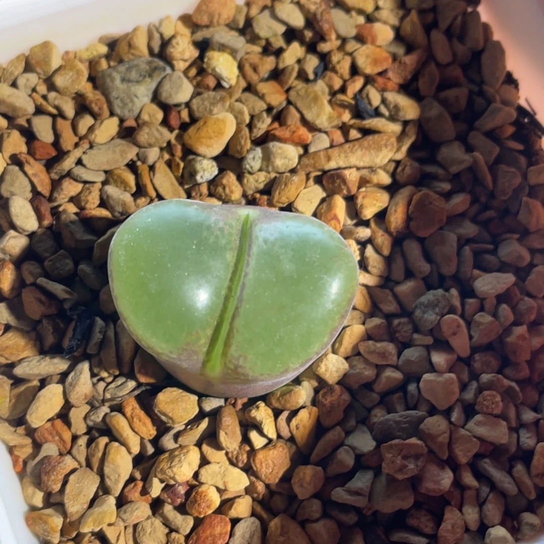 粉红女郎单头植物一物一拍