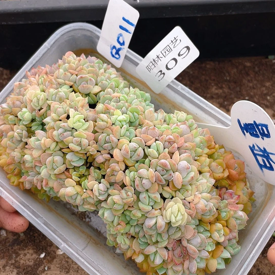 量拍多肉植物多肉植物309
