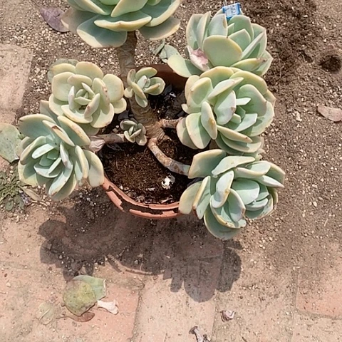 白凤血凤一物一拍