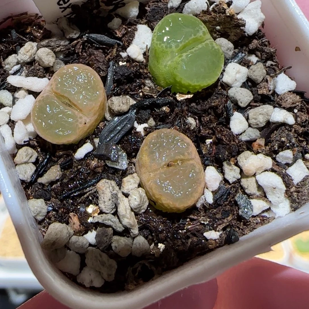 肉锥多肉植物百科-1453.75风铃92