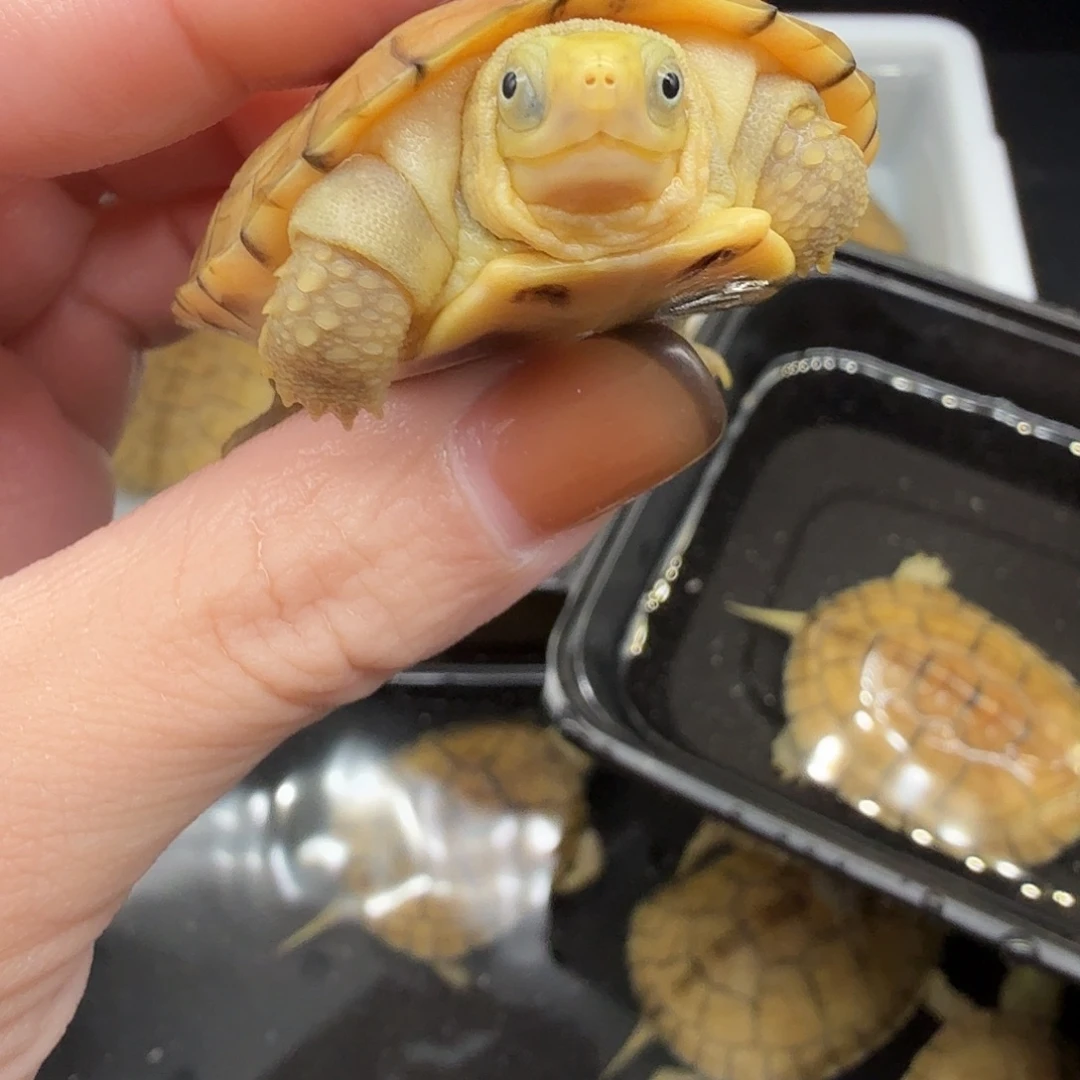 小***八绿毛龟母乌龟乌龟乌龟