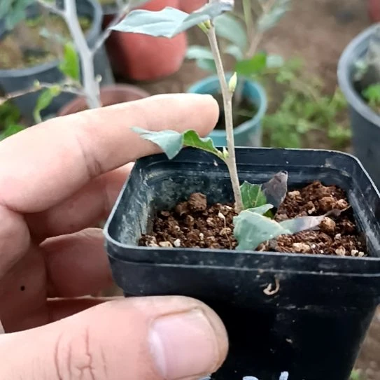 无花朵紫已女扦插