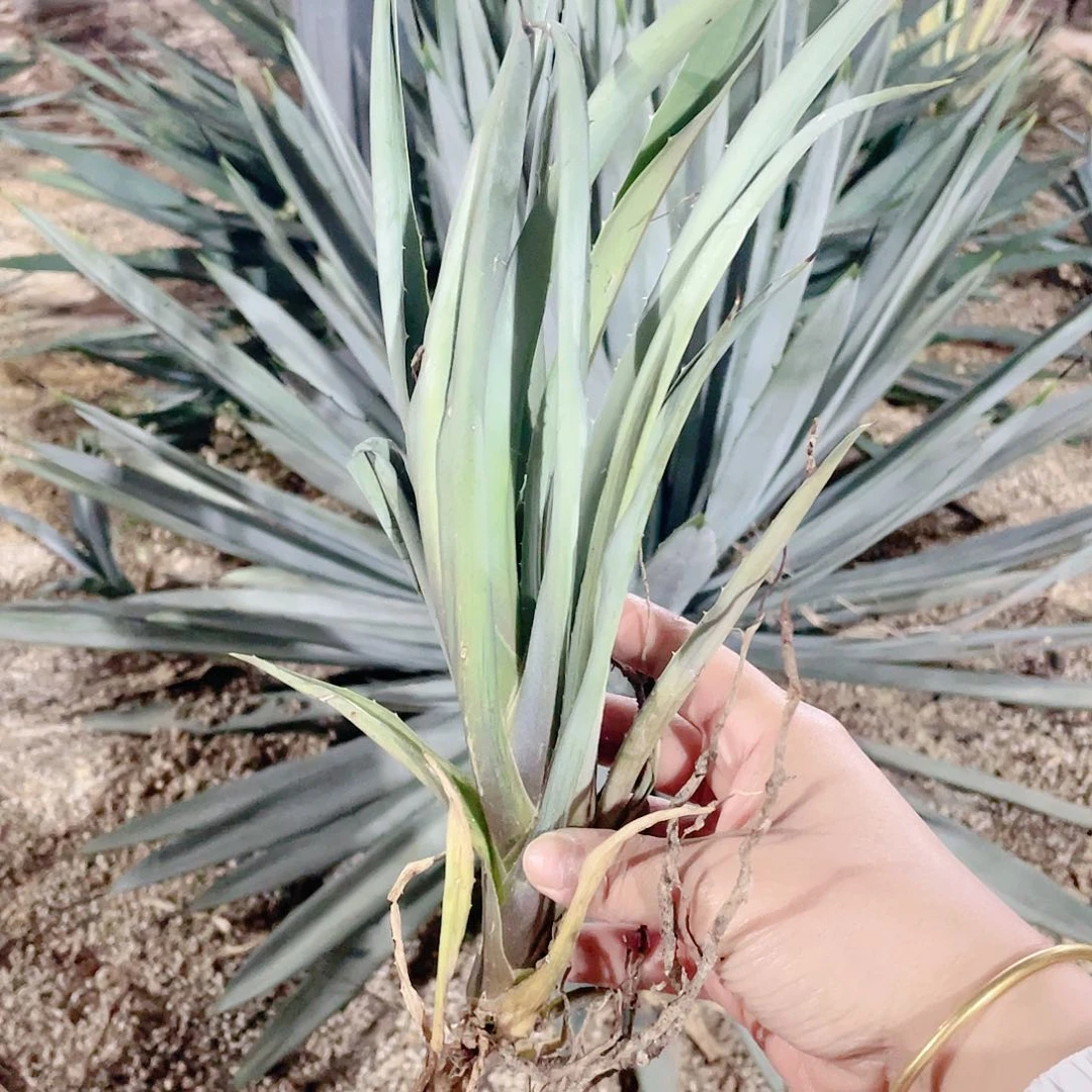 蓝肌八荒殿小苗龙舌兰