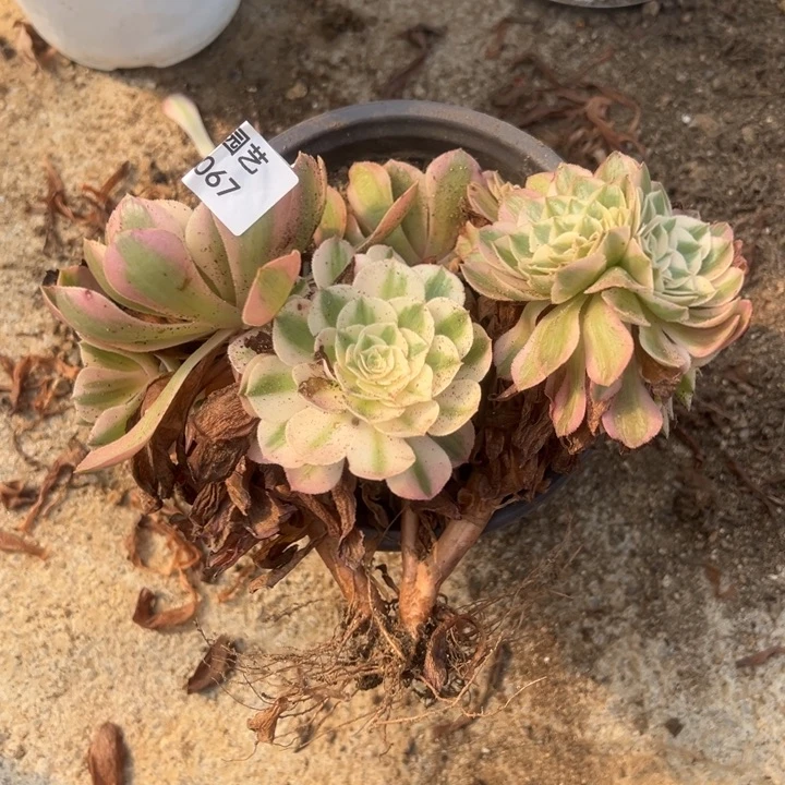 倾城缀多肉植物067