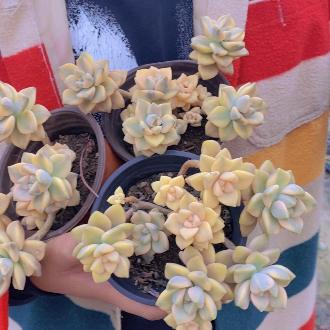 美杏锦整桩整群三盆