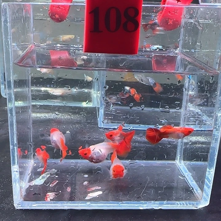 孔雀鱼108号，10条