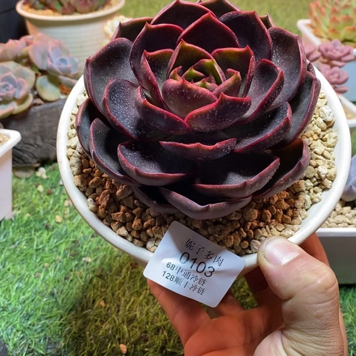 0103啊啊啊啊啊啊啊啊啊啊啊啊