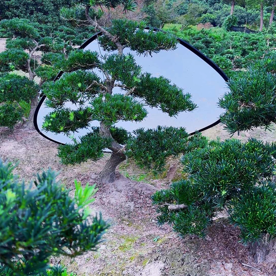 小黄金精品罗汉松