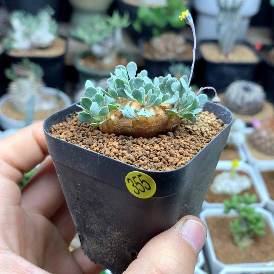 格加厚敦菊母本多肉带盆