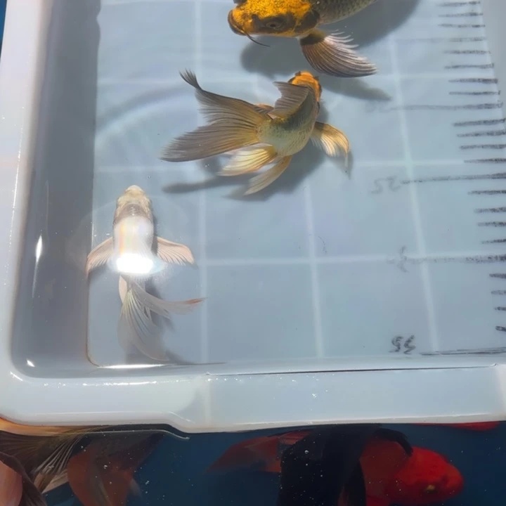海水鱼蝴蝶鲤金猫白色