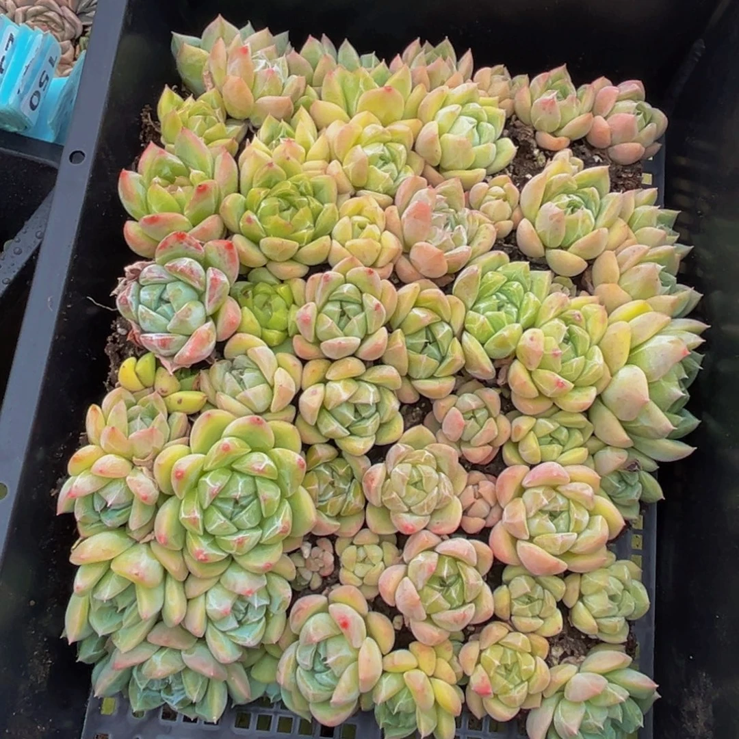 091多肉植物的生长发育规律