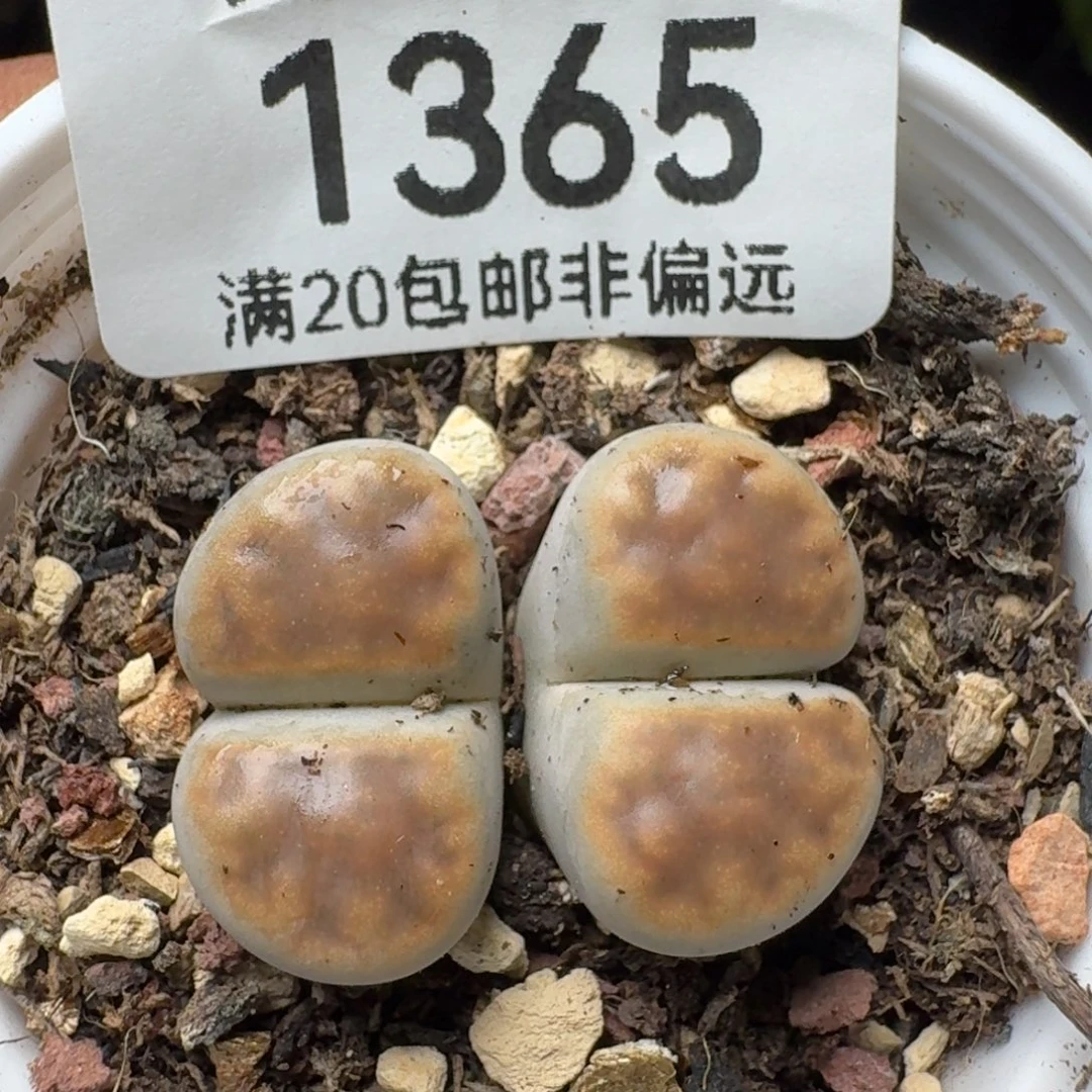 带盆土。