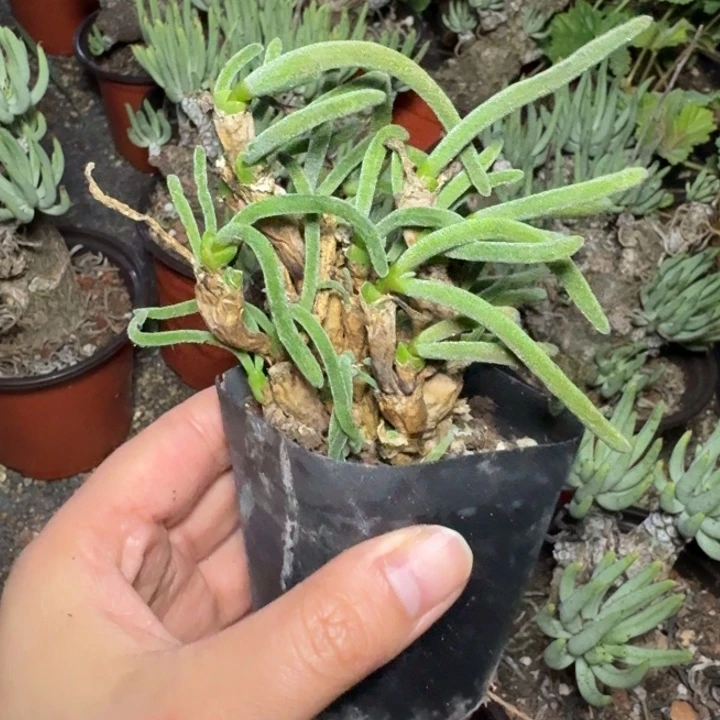 碧光环兔子山一物一拍多肉