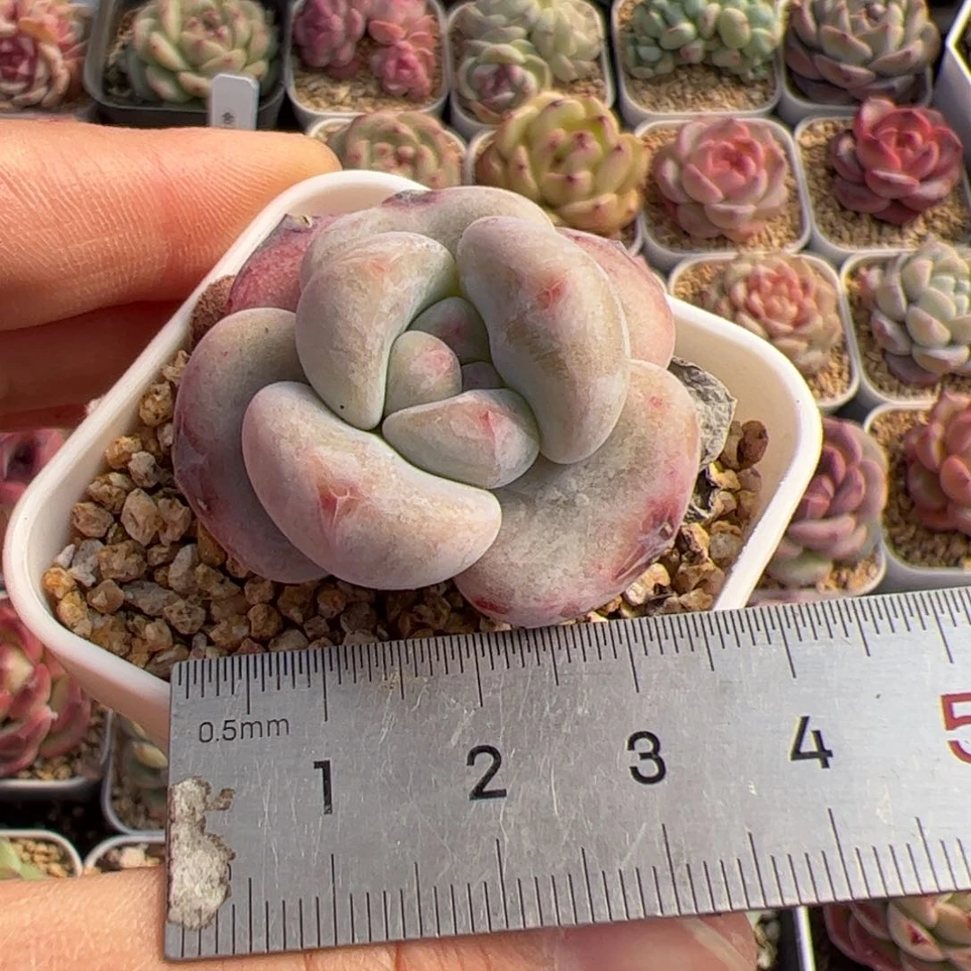 727 多肉植物组合盆栽