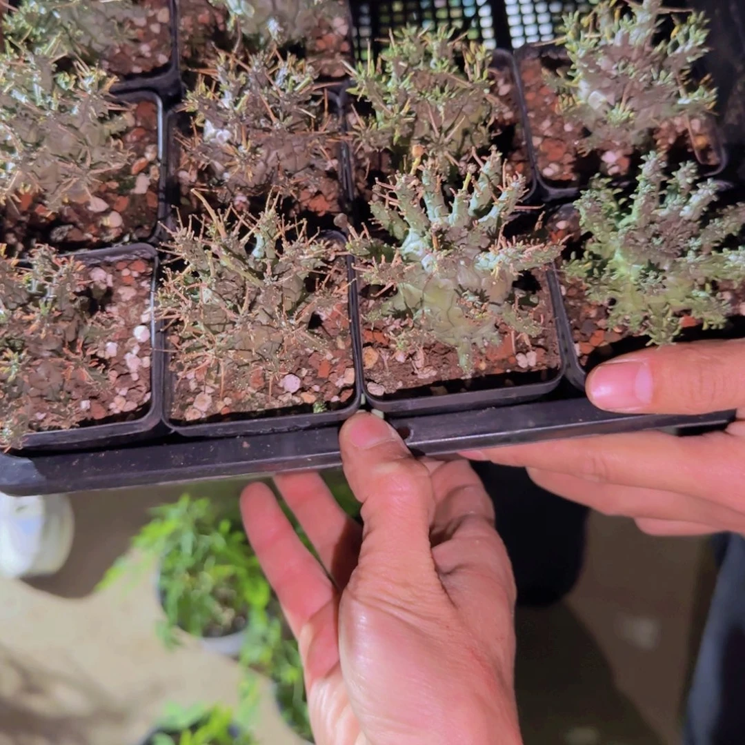 块根植物块根植物