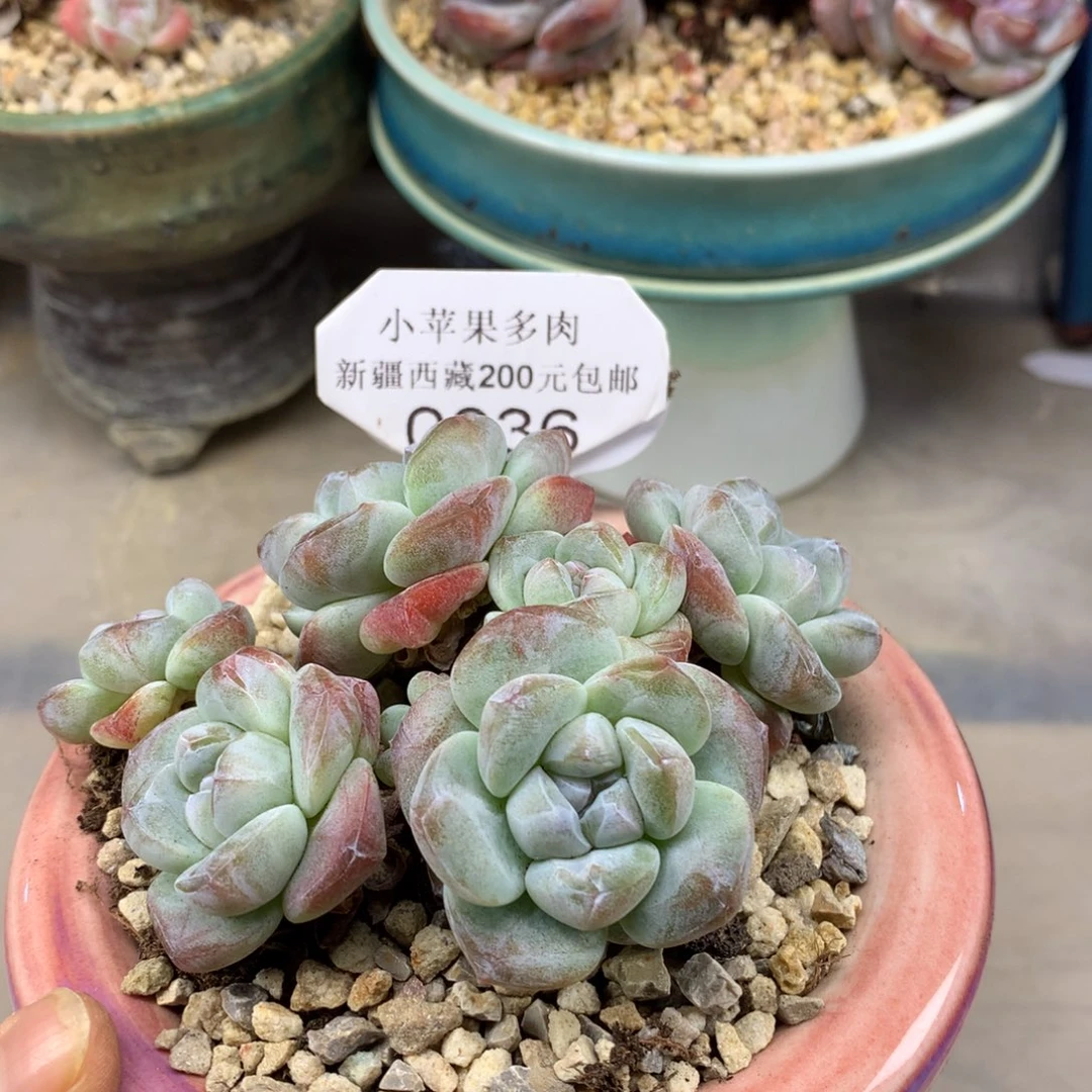 白底冰玉036/10cm6头