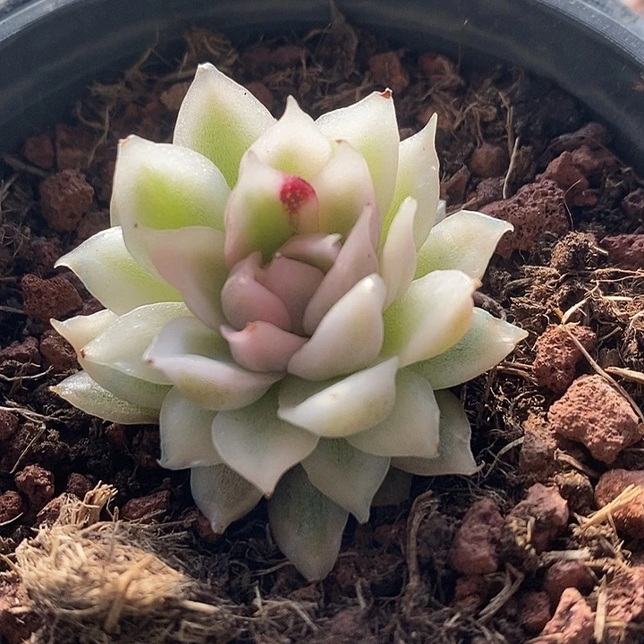 白水晶锦小多肉植物